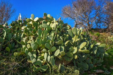Büyük yeşil dikenli armut kaktüsü. Olgun kırmızı meyveler, açık mavi bir gökyüzünün altında ve güneşli bir günde Malta 'da kuru ağaçların altında yetişiyor..