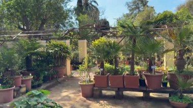 Çeşit çeşit saksı palmiye ağaçları ve yeşil tropikal bitkiler açık gökyüzü yapısı altında yürüyüş yolları olan güneşli bir bahçe kreşinde..