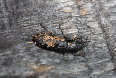 Çam ağacında menephilus silindiri, makro fotoğraf.