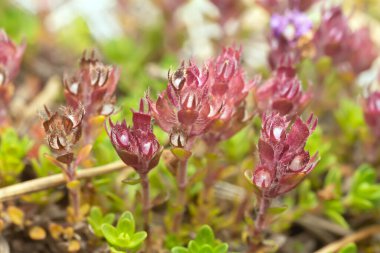 Breckland kekiği, tomurcuklu Thymus serpillum bitkileri