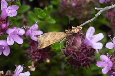 Çubuk inci, kekik ile beslenen Pirausta rezilliği