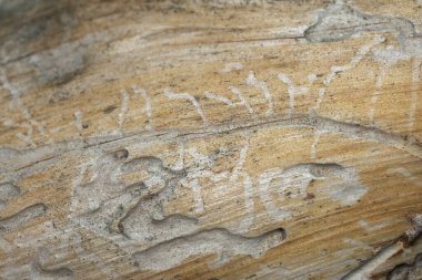 Kozalaklı odunlardaki böceklerin izini sürüyorum.