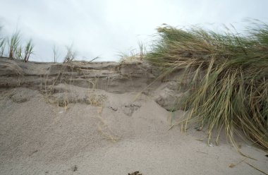 İsveç 'teki bir milli parkın kumsalında erozyon.