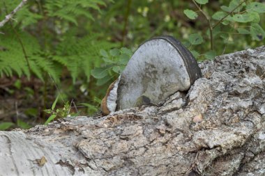 Aspen ağacında polypore Phellinus populicola