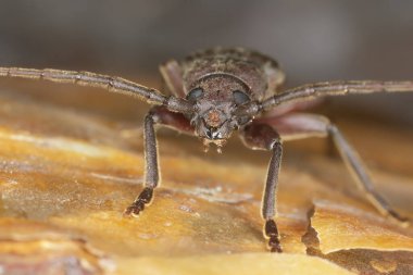 Paslı Longhorn böceği, Arhopalus rusticus çam parkında