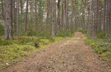 İsveç 'teki ulusal bir parktaki doğal bir çam ormanına giden patika.