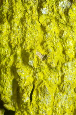 Hardal tozu liken, meşe kabuğunda yetişen Chrysothrix candelaris.