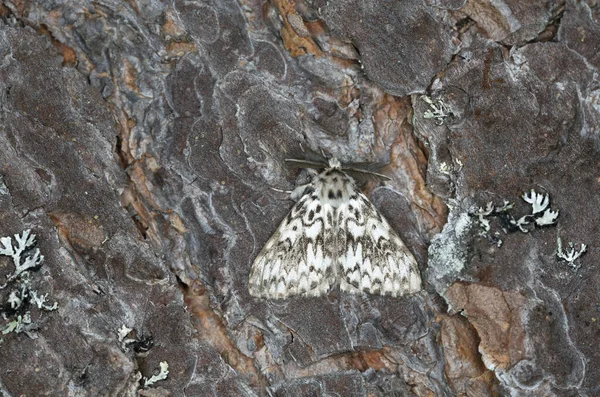 Freira Lymantria Monacha Descansando Sobre Casca Pinheiro Esta Mariposa Pode — Fotografia de Stock