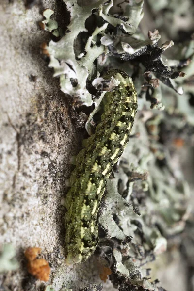 Lepidoptera Larva Bark Lichen — Stock Photo, Image