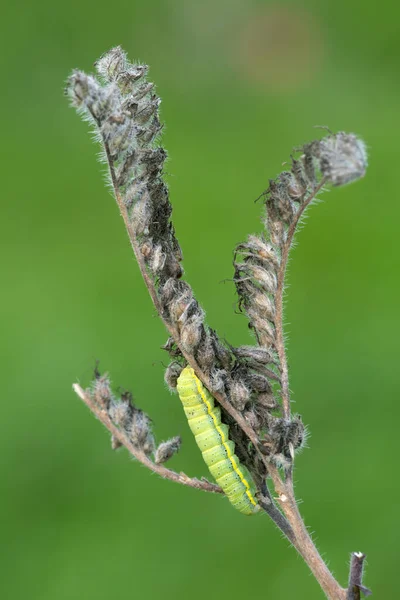 Moth larva on plant, green background with copyspace