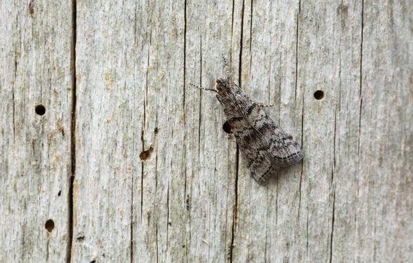 Moth Odpočívá Dřevě Detailní Foto — Stock fotografie