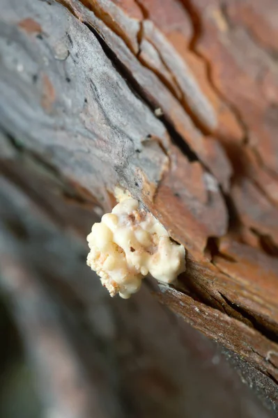 Résine Produisant Pin Pour Résister Dendroctone Pin Dommages Tomicus — Photo