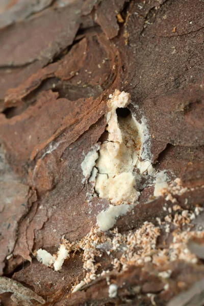 소나무가 딱정벌레를 저항하기 수지를 생산하는 독극물 — 스톡 사진