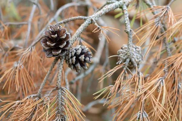 Pine Cone Dry Twig — Stock Photo, Image