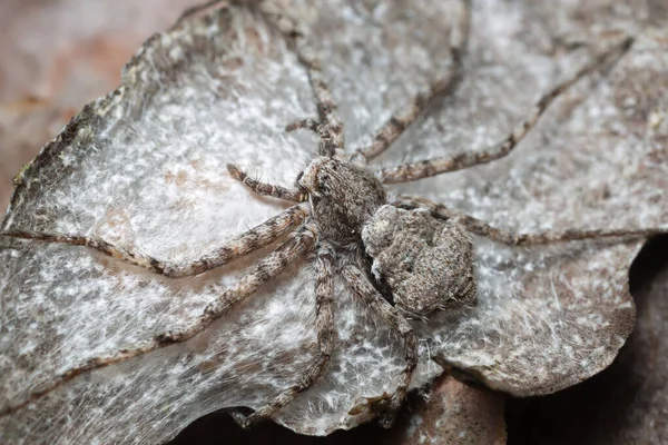 Araignée Crabe Philodromus Margaritatus Sur Écorce Pin — Photo