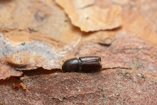 Coléoptère Écorce Sur Écorce Pin — Photo