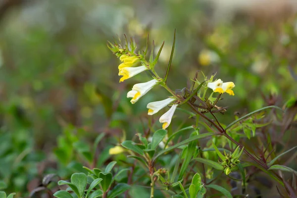 Trigo Vaca Comum Florescente Melampyrum Pratense — Fotografia de Stock