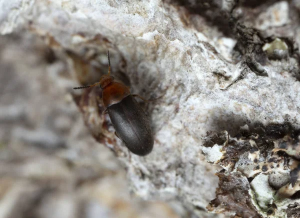 Sahte Çiçek Böceği Anaspis Toracica Tahtada — Stok fotoğraf