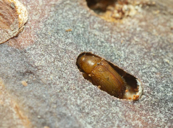 Borkenkäfer Puppenkammer Kiefernrinde — Stockfoto