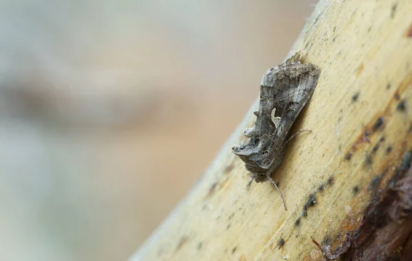 Silver Autographa Gamma Descansando Sobre Madera — Foto de Stock