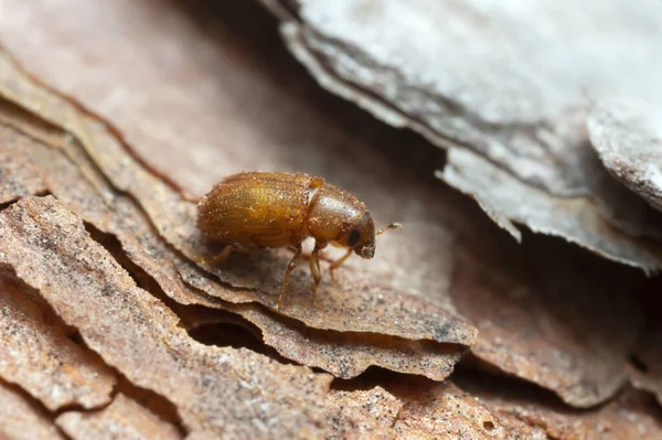 Frisch Geschlüpfter Tannenkäfer Tomicus Piniperda Auf Kiefernrinde Dieser Käfer Ist — Stockfoto