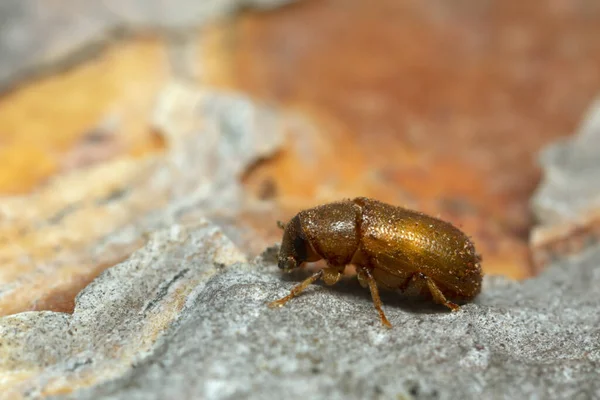 新しく孵化した一般的な松の芽甲虫 松の樹皮のトミクス ピニペルダ この甲虫は森の害虫です — ストック写真