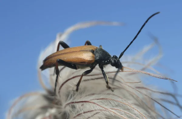 Лонгхорнський Жук Leptura Перекритій Рослині — стокове фото