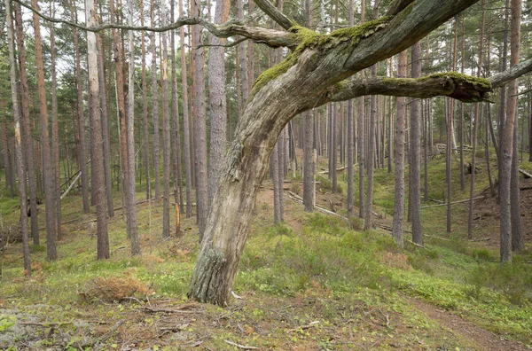 Sveç Teki Ulusal Bir Parkta Çam Ormanından Geçen Küçük Patika — Stok fotoğraf