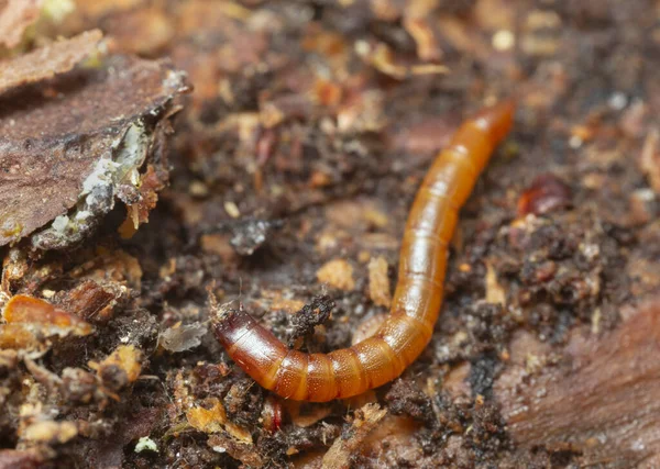 Larva Besouro Clique Vivendo Madeira Pinho — Fotografia de Stock