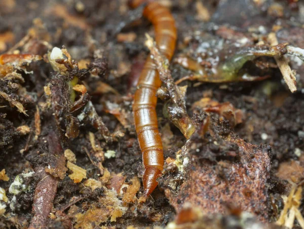 Parte Trasera Del Escarabajo Clic Larva Que Vive Madera Pino — Foto de Stock