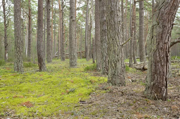 Sveç Teki Ulusal Bir Parkta Değmemiş Bir Çam Ormanı Çevre — Stok fotoğraf