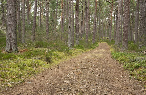 Stezka Vedoucí Přírodním Borovým Lesem Národním Parku Švédsku — Stock fotografie