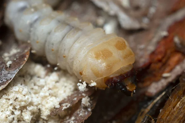 Longue Cicindèle Larve Cerambycidae Sur Bois Pin — Photo