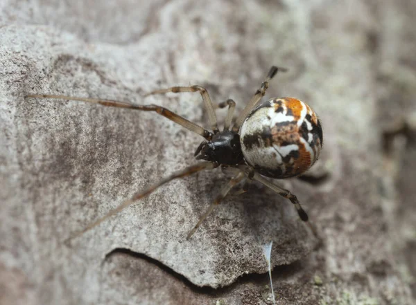 Platydracus Fulvipes Aislado Sobre Fondo Blanco Este Escarabajo Depredador — Foto de Stock