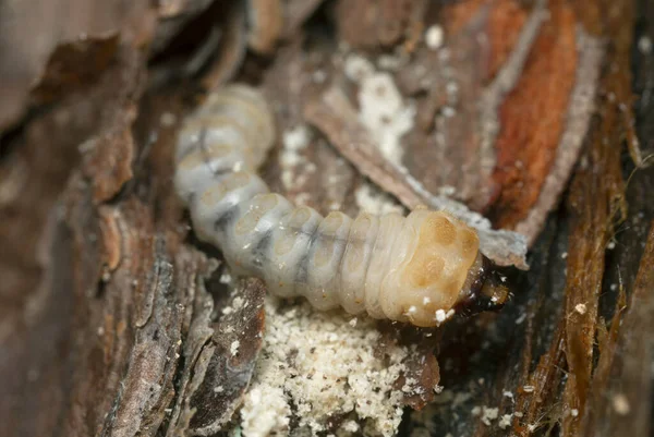 Dlouhý Rohový Brouk Larva Cerambycidae Borovém Dřevě — Stock fotografie