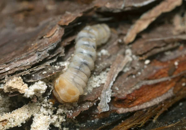 Dlouhý Rohový Brouk Larva Cerambycidae Borovém Dřevě — Stock fotografie