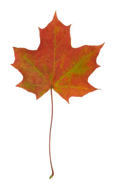 Norway maple, Acer platanoides leaf in autumn colors isolated on white background — Stock Image Norway Maple Acer Platanoides Leaf Autumn Colors Isolated White Background Royalty Free Stock Images
