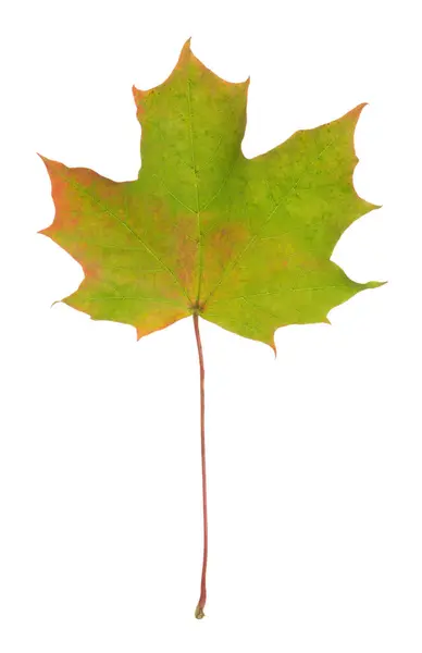 Norway maple, Acer platanoides leaf in autumn colors isolated on white background — Stock Image Norway Maple Acer Platanoides Leaf Autumn Colors Isolated White Background Stock Image