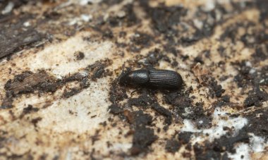 Platydracus Fulvipes beyaz arka planda izole edilmiş. Bu böcek bir yırtıcı..