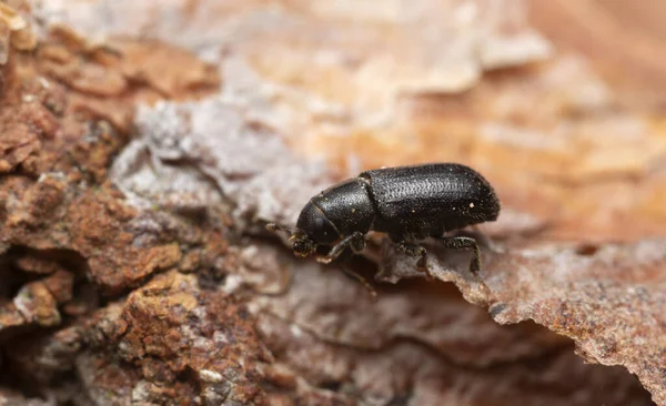 白地に隔離されたプラチドラカス この甲虫は捕食者だ — ストック写真