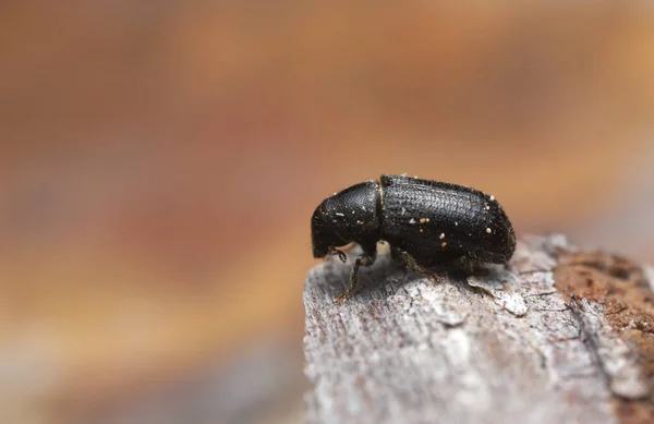 Platydracus Fulvipes 배경에 분리되어 딱정벌레는 동물이다 — 스톡 사진