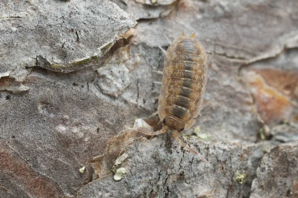 Platydracus Fulvipes Izolované Bílém Pozadí Ten Brouk Predátor — Stock fotografie