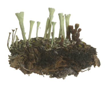 Cladonia liken beyaz arkaplanda izole