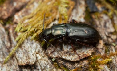 Platydracus Fulvipes beyaz arka planda izole edilmiş. Bu böcek bir yırtıcı..