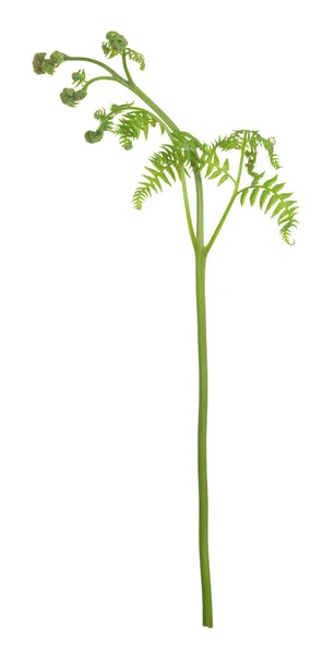 Orlí Kapradina Pteridium Aquilinum Rostlina Izolované Bílém Pozadí — Stock fotografie