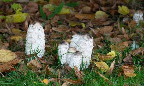 Bozontos Tintasapka Coprinus Comatus Természetes Környezetben — Stock Fotó