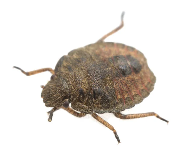 Shieldbug Peludo Dolycoris Baccarum Ninfa Isolada Fundo Branco — Fotografia de Stock