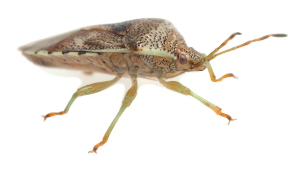 白地に隔離されたプラチドラカス この甲虫は捕食者だ — ストック写真