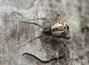 Platydracus Fulvipes beyaz arka planda izole edilmiş. Bu böcek bir yırtıcı..