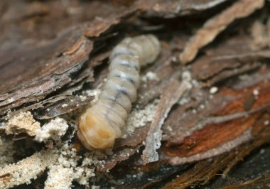 Uzun boynuz böceği, Çam ağacında Cerambycidae larvası
